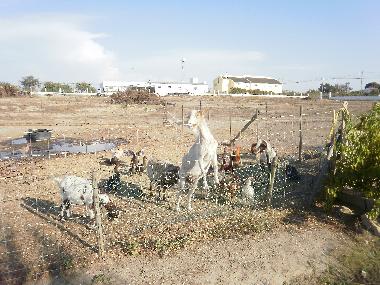 Maison de vacances �/en/au Palmela (Pen�nsula de Set�bal)ou appartement ou maison de vacances