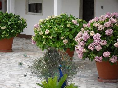 Chambre avec petit d�jeuner �/en/au Fernao Ferro, Seixal (Pen�nsula de Set�bal)ou appartement ou maison de vacances