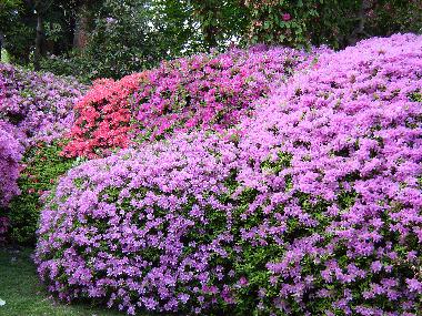 Appartement de vacances �/en/au Griante Cadenabbia (Como)ou appartement ou maison de vacances