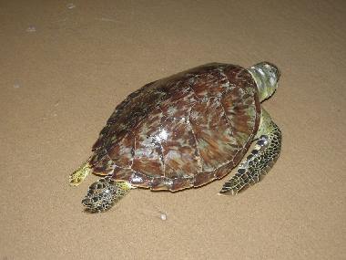 Villa �/en/au CANOA QUEBRADA (Ceara)ou appartement ou maison de vacances