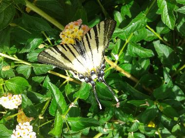 Appartement de vacances /en/au Okrug Gornji (Splitsko-Dalmatinska)ou appartement ou maison de vacances