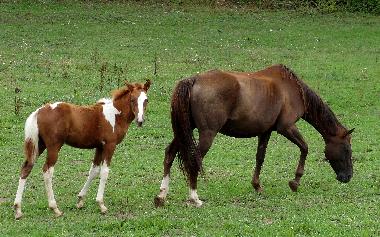 DANKA et sa maman PERLE ?dans 13 hectares de verdure