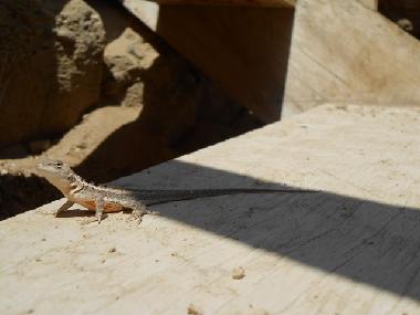 Maison de vacances �/en/au Mancora (Piura)ou appartement ou maison de vacances