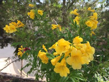 Maison de vacances /en/au Ha Potami-Kouklia (Paphos)ou appartement ou maison de vacances