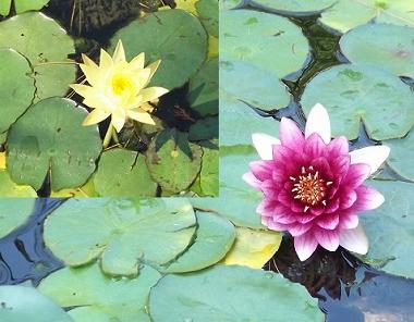 les plantes aquatiques