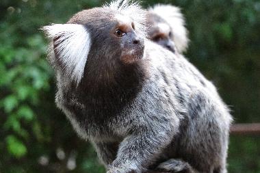 Villa �/en/au Pipa (Rio Grande do Norte)ou appartement ou maison de vacances