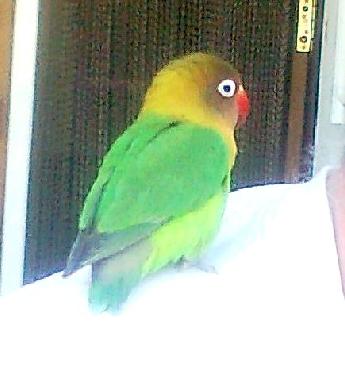 Villa /en/au Jacarilla (Alicante / Alacant)ou appartement ou maison de vacances