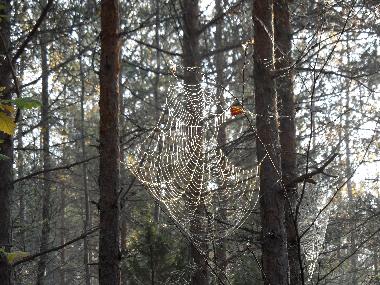 Maison de vacances �/en/au Valdemarsvik (�sterg�tland)ou appartement ou maison de vacances