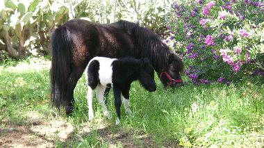 Villa �/en/au Porto Cesareo (Lecce)ou appartement ou maison de vacances