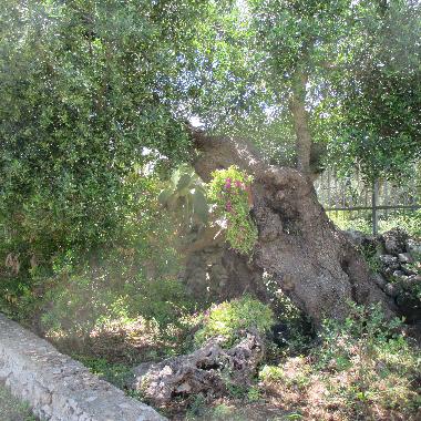 Villa �/en/au Porto Cesareo (Lecce)ou appartement ou maison de vacances