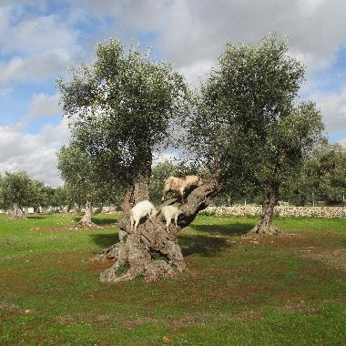 Villa �/en/au Porto Cesareo (Lecce)ou appartement ou maison de vacances