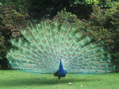 Villa �/en/au Porto Cesareo (Lecce)ou appartement ou maison de vacances