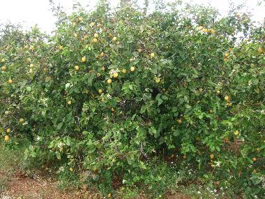 Appartement de vacances /en/au BENICARLO (Castelln / Castell)ou appartement ou maison de vacances