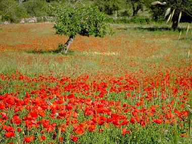 Appartement de vacances /en/au Son Macia (Mallorca)ou appartement ou maison de vacances