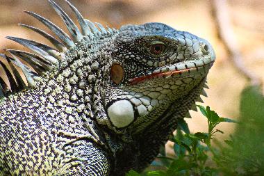 Maison de vacances �/en/au fontein (Curacao)ou appartement ou maison de vacances