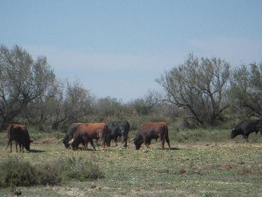 Maison de vacances /en/au Arles (Bouches-du-Rhne)ou appartement ou maison de vacances