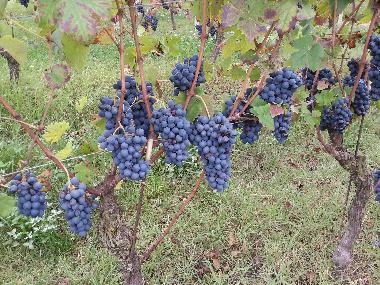 Appartement de vacances �/en/au MOASCA (Asti)ou appartement ou maison de vacances