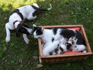 Appartement de vacances �/en/au MOASCA (Asti)ou appartement ou maison de vacances