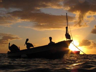 coucher de soleil et p�licans