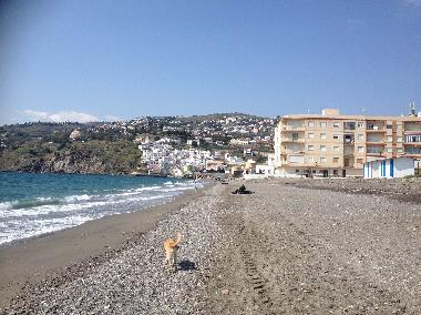 Plage "dog-friendly"