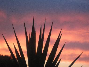 Appartement de vacances /en/au Son Macia (Mallorca)ou appartement ou maison de vacances