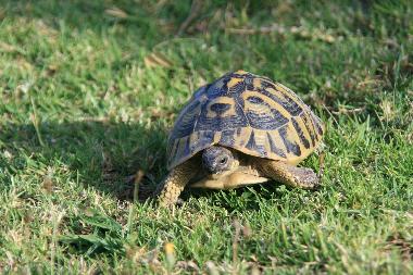 Appartement de vacances /en/au Son Macia (Mallorca)ou appartement ou maison de vacances