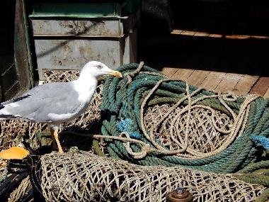 Appartement de vacances �/en/au Novigrad (Istarska)ou appartement ou maison de vacances