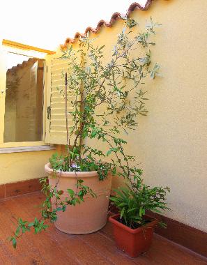 Maison de vacances �/en/au Piran (Piran)ou appartement ou maison de vacances