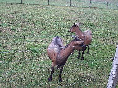 les chvres vos voisines