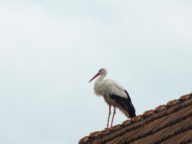 Appartement de vacances /en/au KUHLENDORF (Bas-Rhin)ou appartement ou maison de vacances