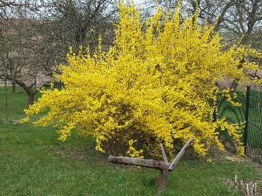 Appartement de vacances /en/au KUHLENDORF (Bas-Rhin)ou appartement ou maison de vacances