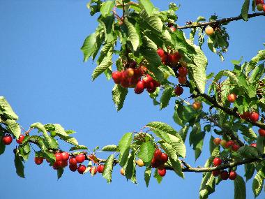 Appartement de vacances /en/au KUHLENDORF (Bas-Rhin)ou appartement ou maison de vacances