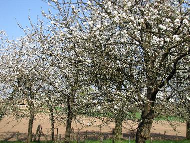 Appartement de vacances /en/au KUHLENDORF (Bas-Rhin)ou appartement ou maison de vacances