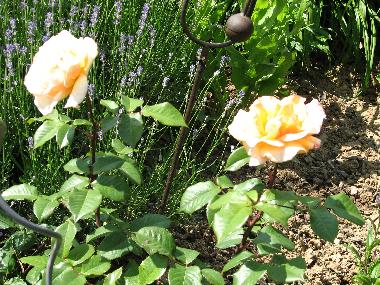 Appartement de vacances /en/au KUHLENDORF (Bas-Rhin)ou appartement ou maison de vacances