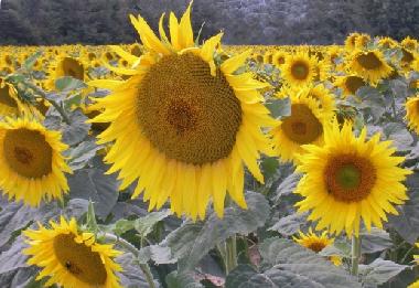 Villa �/en/au Beziers (H�rault)ou appartement ou maison de vacances