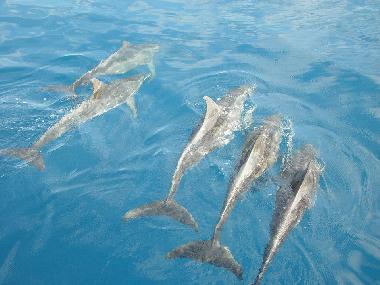 Appartement de vacances �/en/au Sal Rei (Boa Vista)ou appartement ou maison de vacances