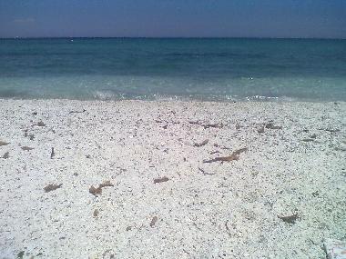 Maison de vacances /en/au Stintino (Sassari)ou appartement ou maison de vacances