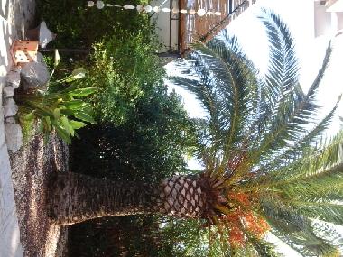 un des palmier du jardin