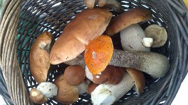 Appartement de vacances �/en/au Lunde (�ngermanland)ou appartement ou maison de vacances