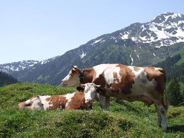 Appartement de vacances /en/au Wildschnau (Tiroler Unterland)ou appartement ou maison de vacances