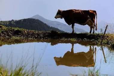 Appartement de vacances /en/au Wildschnau (Tiroler Unterland)ou appartement ou maison de vacances