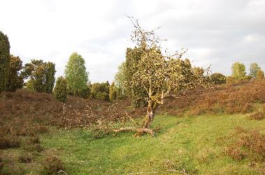 Maison de vacances /en/au bispingen (Lneburger Heide)ou appartement ou maison de vacances