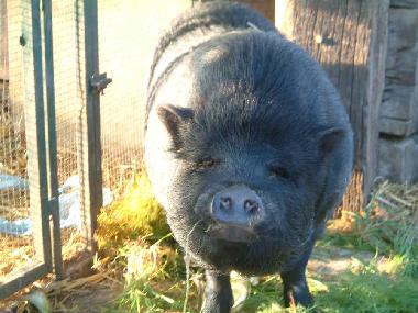 Appartement de vacances /en/au Tarquinia (Viterbo)ou appartement ou maison de vacances