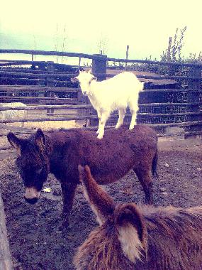 Appartement de vacances /en/au Tarquinia (Viterbo)ou appartement ou maison de vacances