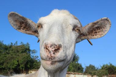 Maison de vacances �/en/au Popovo (Turgovishte)ou appartement ou maison de vacances