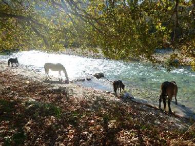 Maison de vacances /en/au Plataria (Thesprotia)ou appartement ou maison de vacances