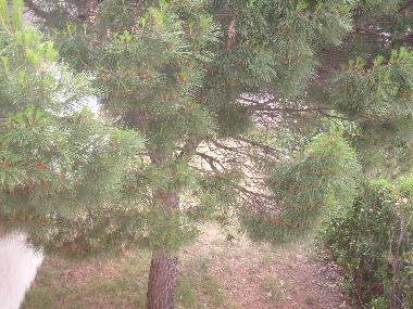 Appartement de vacances /en/au sainte-marie la mer (Pyrnes-Orientales)ou appartement ou maison de vacances