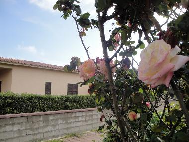 Villa /en/au San Teodoro (Olbia-Tempio)ou appartement ou maison de vacances