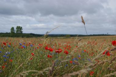 Maison de vacances /en/au Walcourt (Wallonia)ou appartement ou maison de vacances