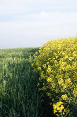 Maison de vacances /en/au Walcourt (Wallonia)ou appartement ou maison de vacances